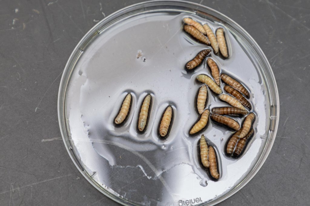 Larvas del gusano barrenador del Nuevo Mundo observadas en una placa de Petri durante procesos de diagnóstico y control sanitario apoyados por organismos internacionales. Foto: FAO