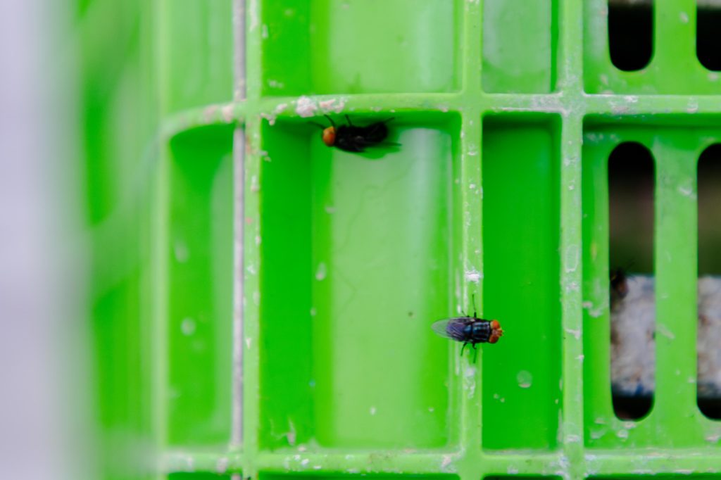 Moscas del gusano barrenador utilizadas en sistemas de monitoreo y vigilancia entomológica para prevenir nuevas infestaciones en el ganado y otros animales de sangre caliente. Foto: FAO